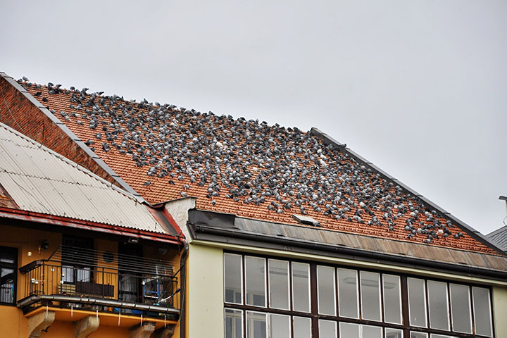 A2B Pest Control are able to install spikes to deter birds from roofs in Queensbury. 