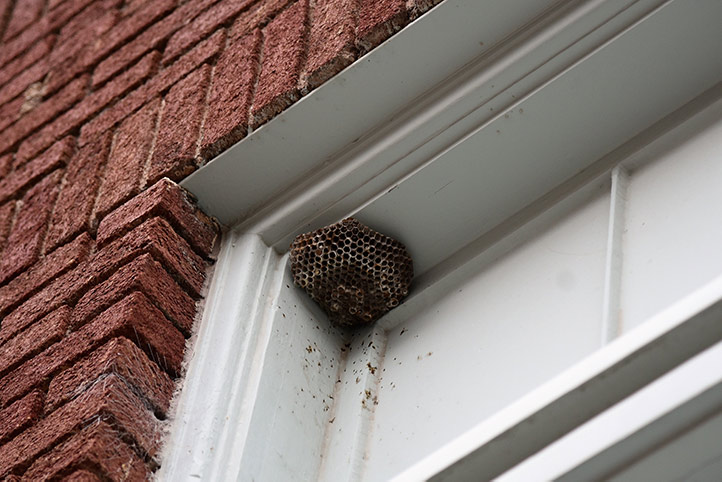 We provide a wasp nest removal service for domestic and commercial properties in Queensbury.